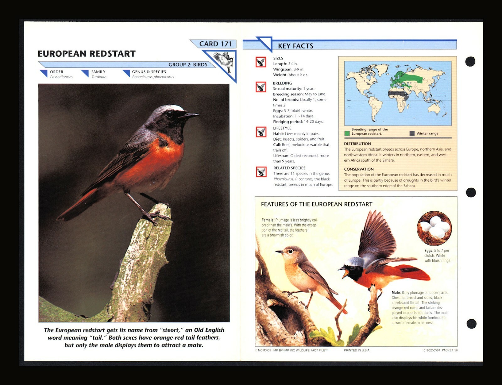 European Redstart Wild Life Fact File Bird Animal Card Home School Study 2.171