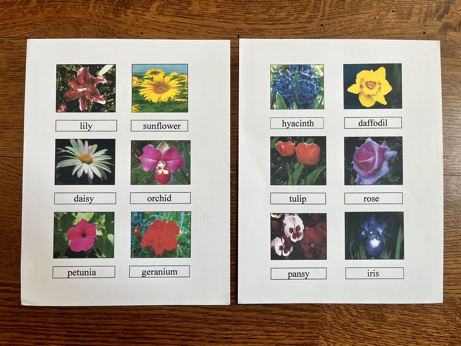 Montessori Science FLOWER NAMES Matching Card Set Educational Materials