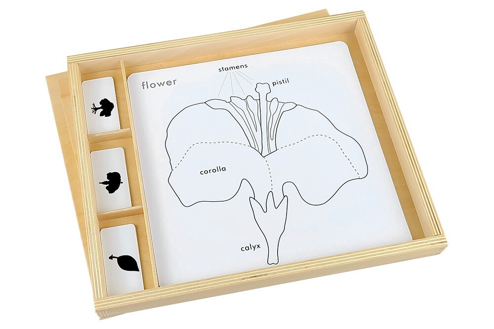 Botany Puzzle Activity Set – MONTESSORI BIOLOGY / BOTANY MATERIALS