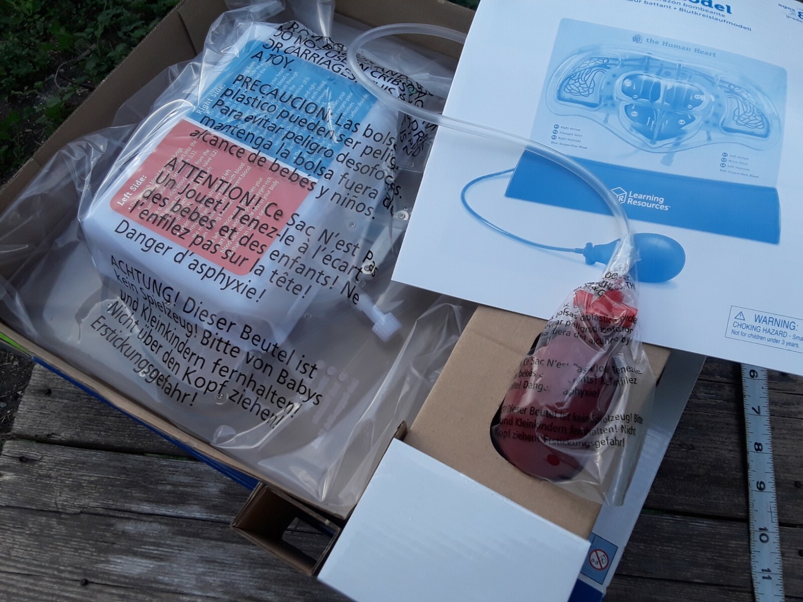 Learning Resources Pumping Heart Model