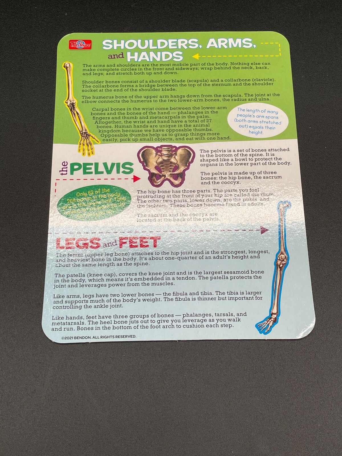 Magnetic Learning Activity S.T.E.M. Educational, Set of 3