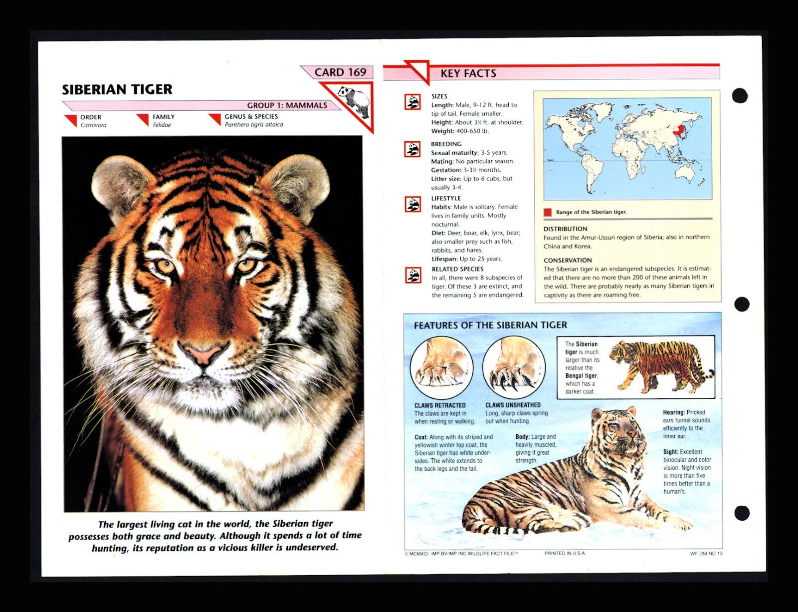 Siberian Tiger Wildlife Fact File Mammal Animal Card Home School Study 1.69