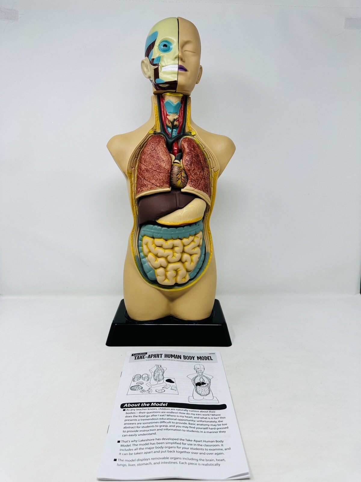 EDU-TOYS Human Torso Anatomically Accurate Model Kit 50cm Educational Complete