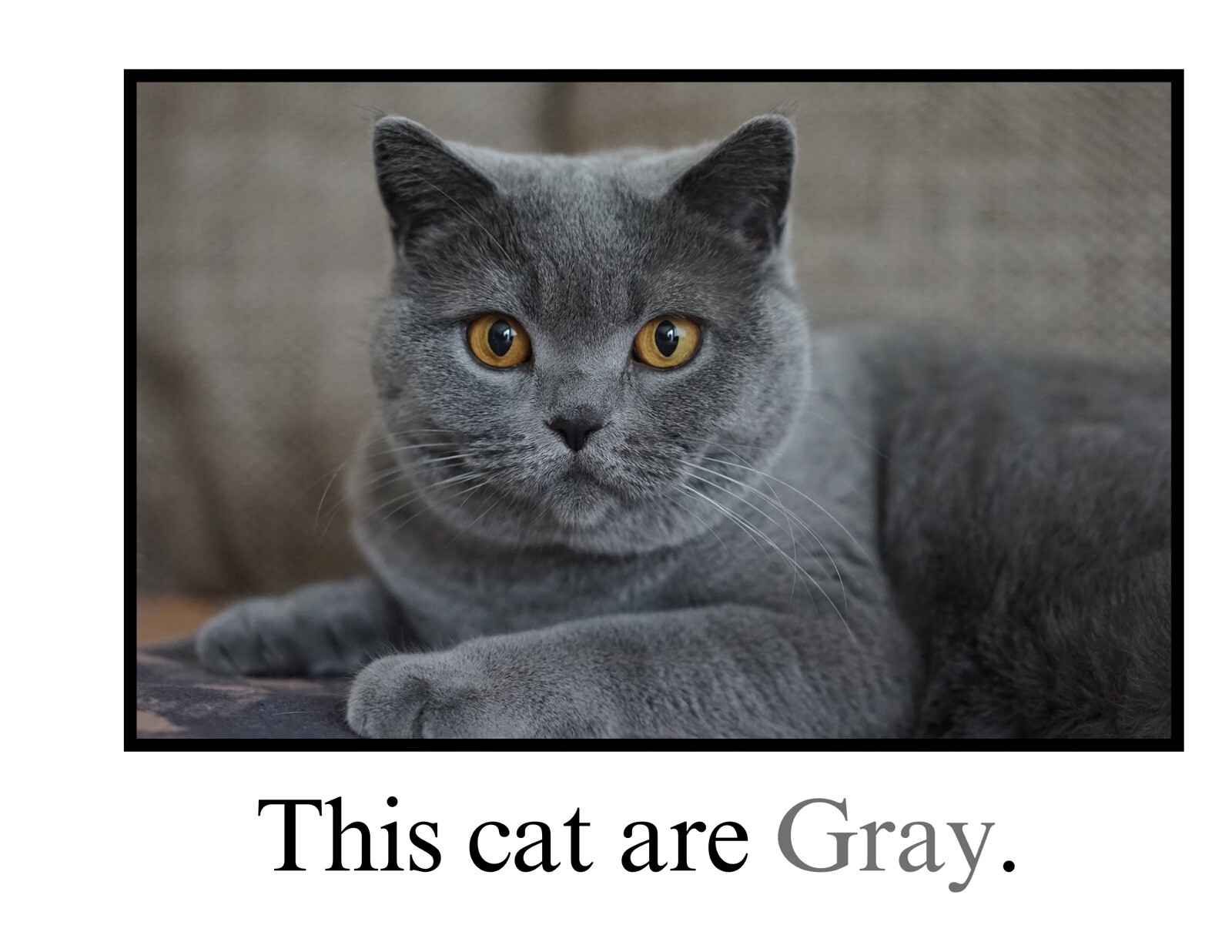 Gray | Guess Who Is Gray? | LEARNING COLORS | Spiral Bound Picture Book