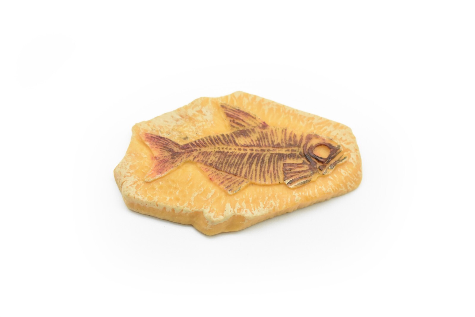 Fossil Fish Skeleton Diplomystus Plastic Replica 2 1/4 inches long – F4102 B96