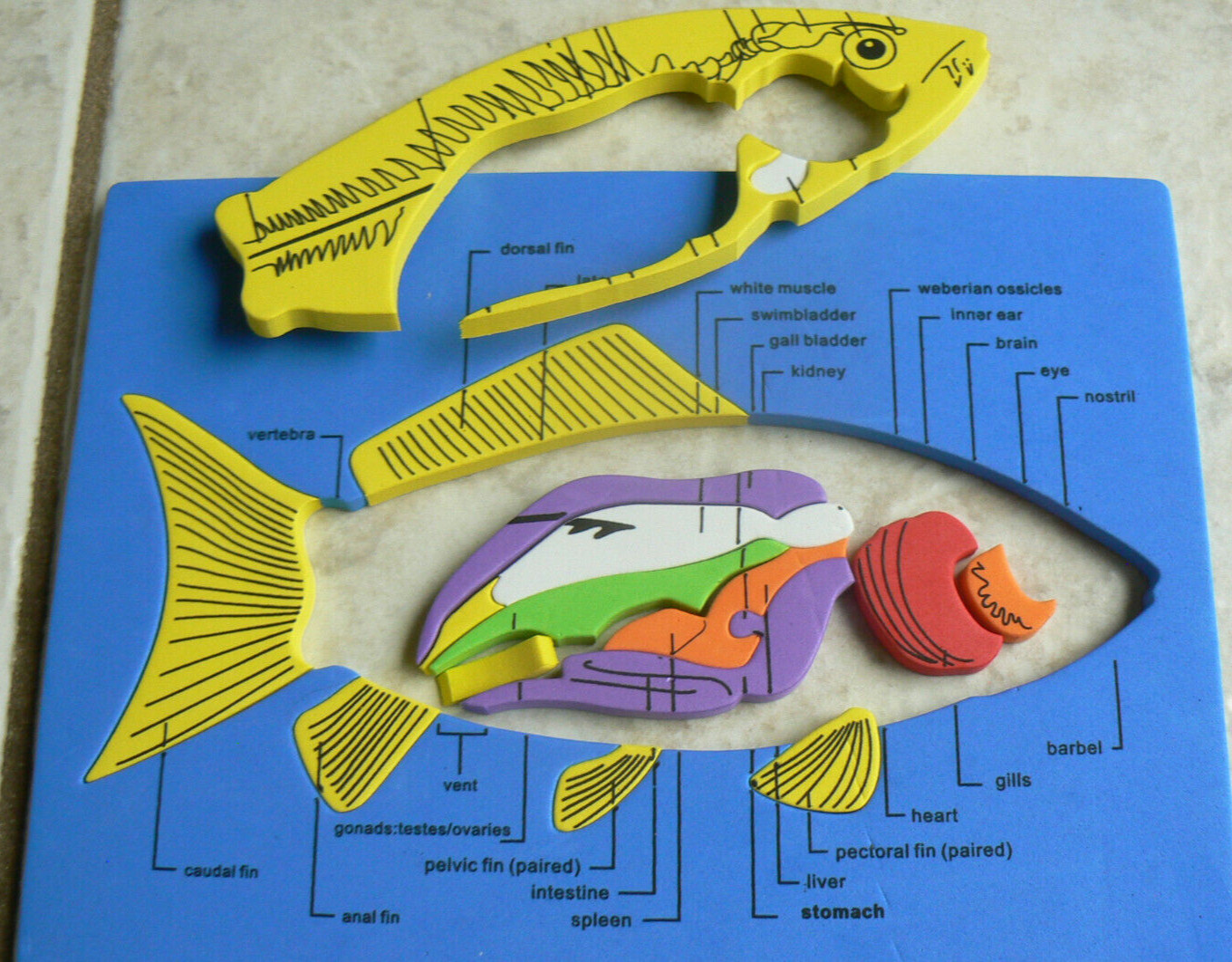 10″x7.5″ Parts of a Fish-Puzzle, Science, labeled, foam frame&pieces 1/4″ thick
