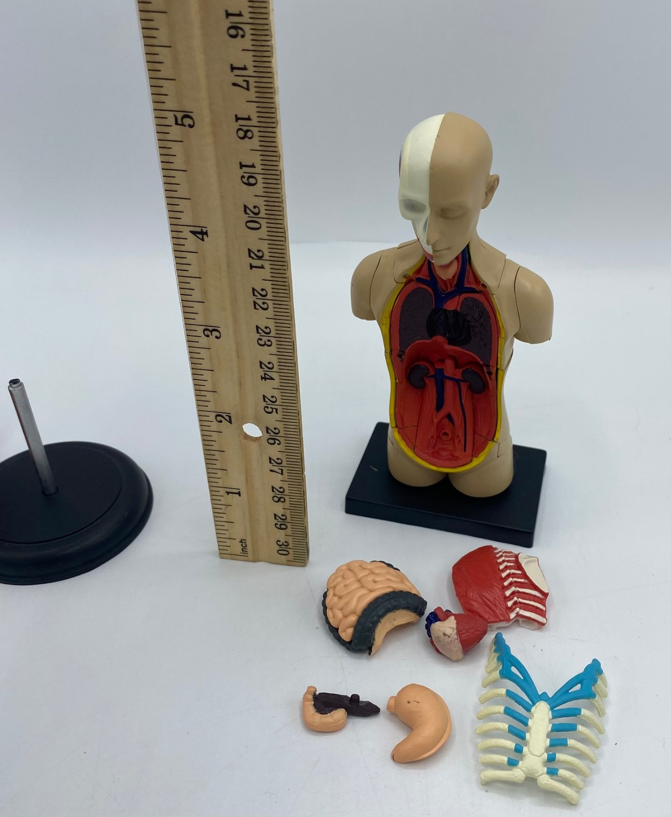Edu-Toys 50cm Human Torso Anatomy Model Kit 4D Human Heart Anatomy Model