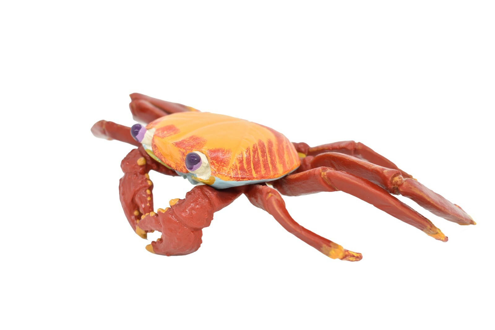 Crab Sally Lightfoot, Galapagos, Museum Quality Replica 7″ – F1769 B142