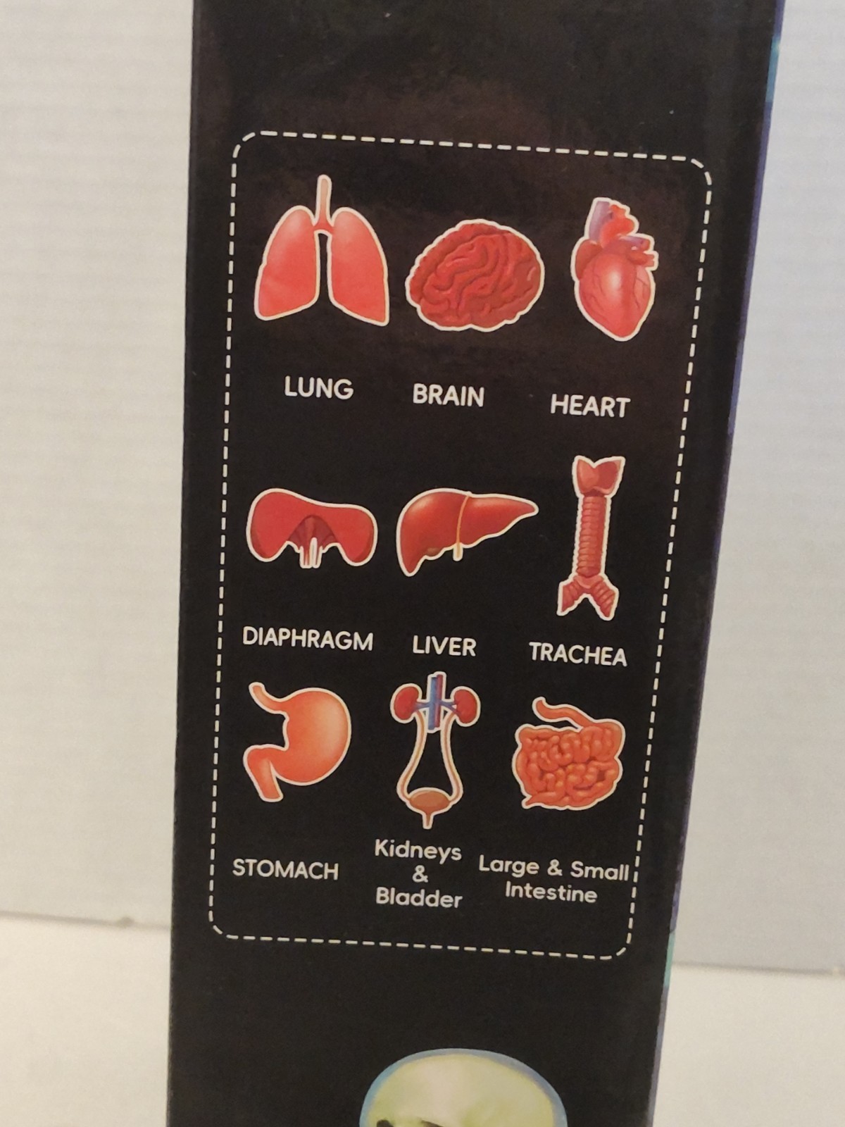 Human Body Model for Kids: Glow in The Dark Bones Interactive Science