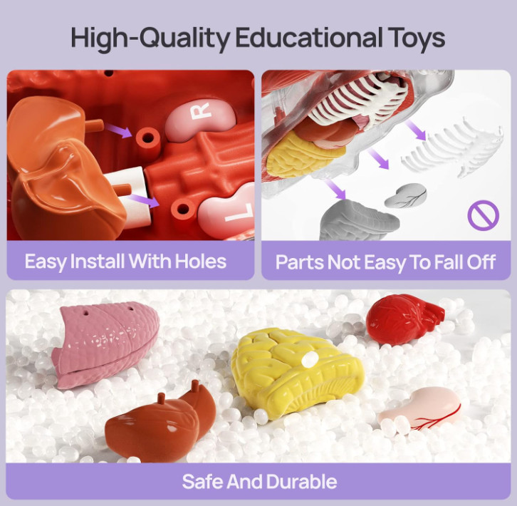 Human Body Model Educational Toy for Kid Interactive Human Anatomy Talking Model