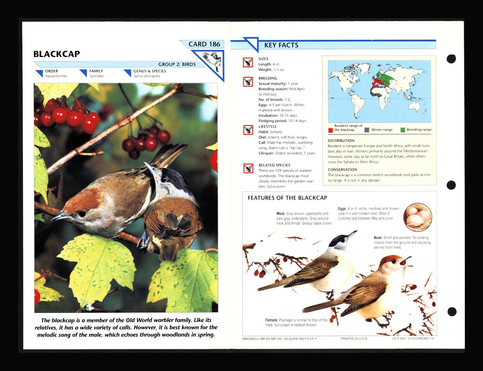 Blackcap Wild Life Fact File Bird Animal Card Home School Study 2.186