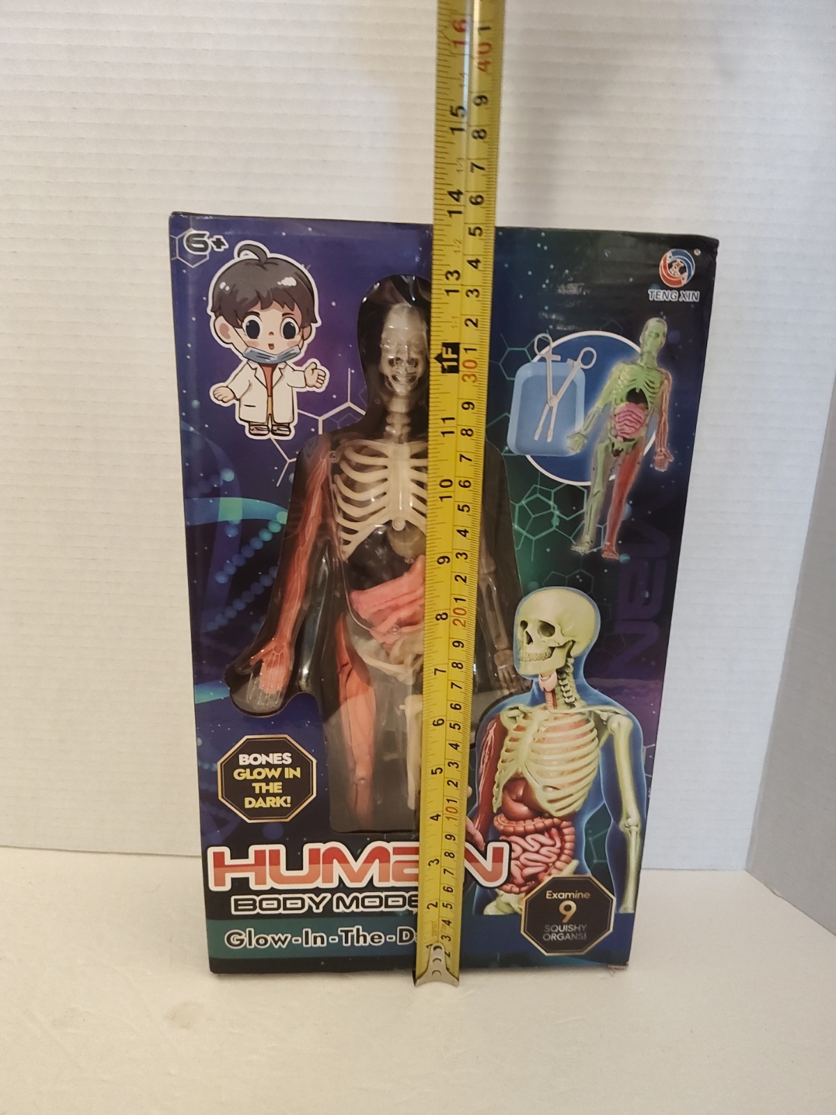 Human Body Model for Kids: Glow in The Dark Bones Interactive Science