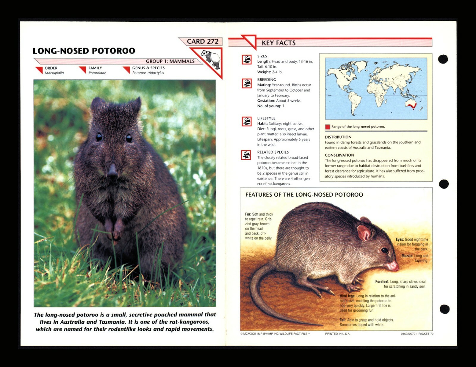 Long Nosed Potoroo Wildlife Fact File Mammal Animal Card Home School Study 1.272