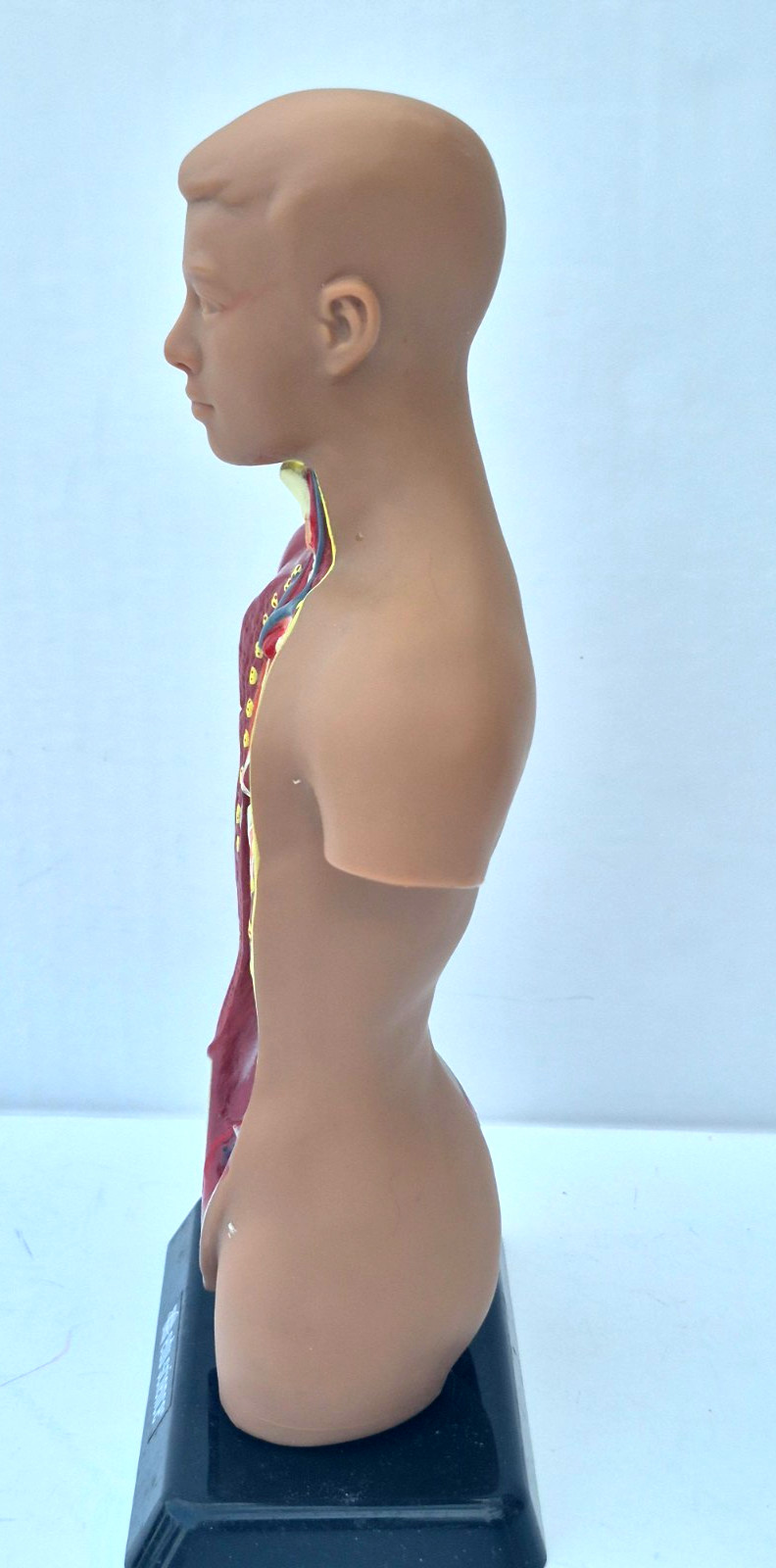 Human Anatomy Put Together Body Part Puzzle Internal Body Learning complete (B)