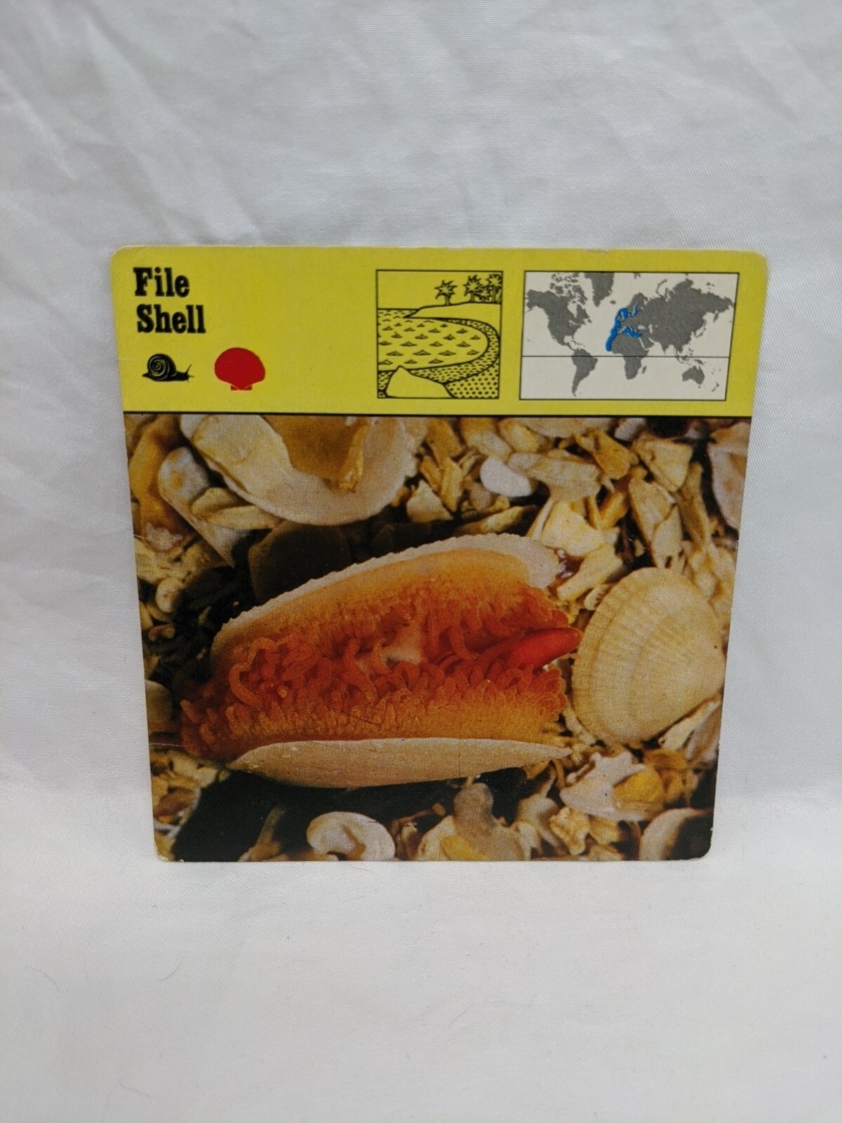 Lot Of (11) 1975 Rencontre Molluscs Education Cards