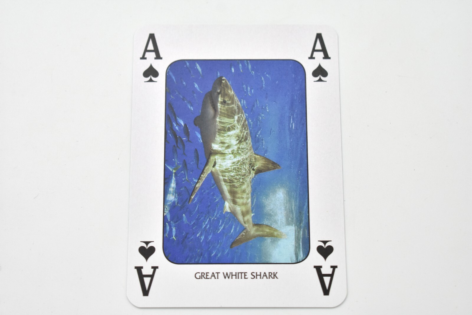 Marine Life of America, New Deck of Animal Themed Playing Cards 3 1/2″ SSA121