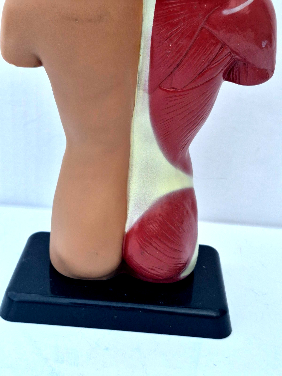 Human Anatomy Put Together Body Part Puzzle Internal Body Learning complete (B)