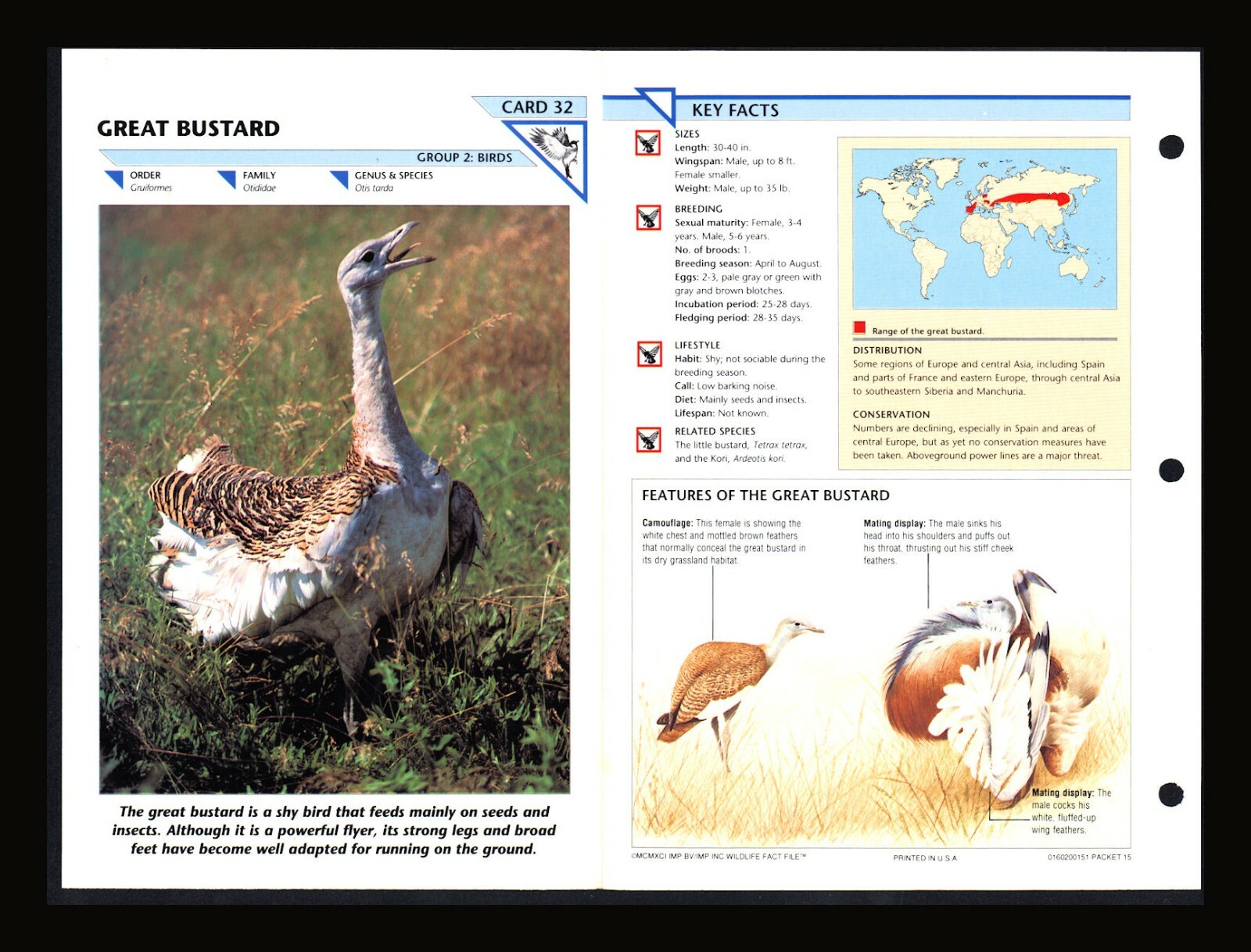 Great Bustard Wild Life Fact File Bird Animal Card Home School Study 2.32