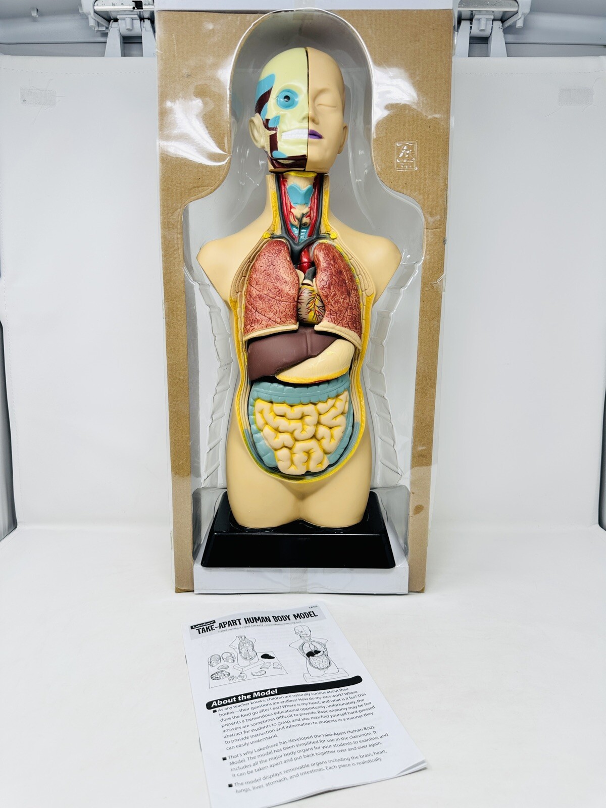 EDU-TOYS Human Torso Anatomically Accurate Model Kit 50cm Educational Complete