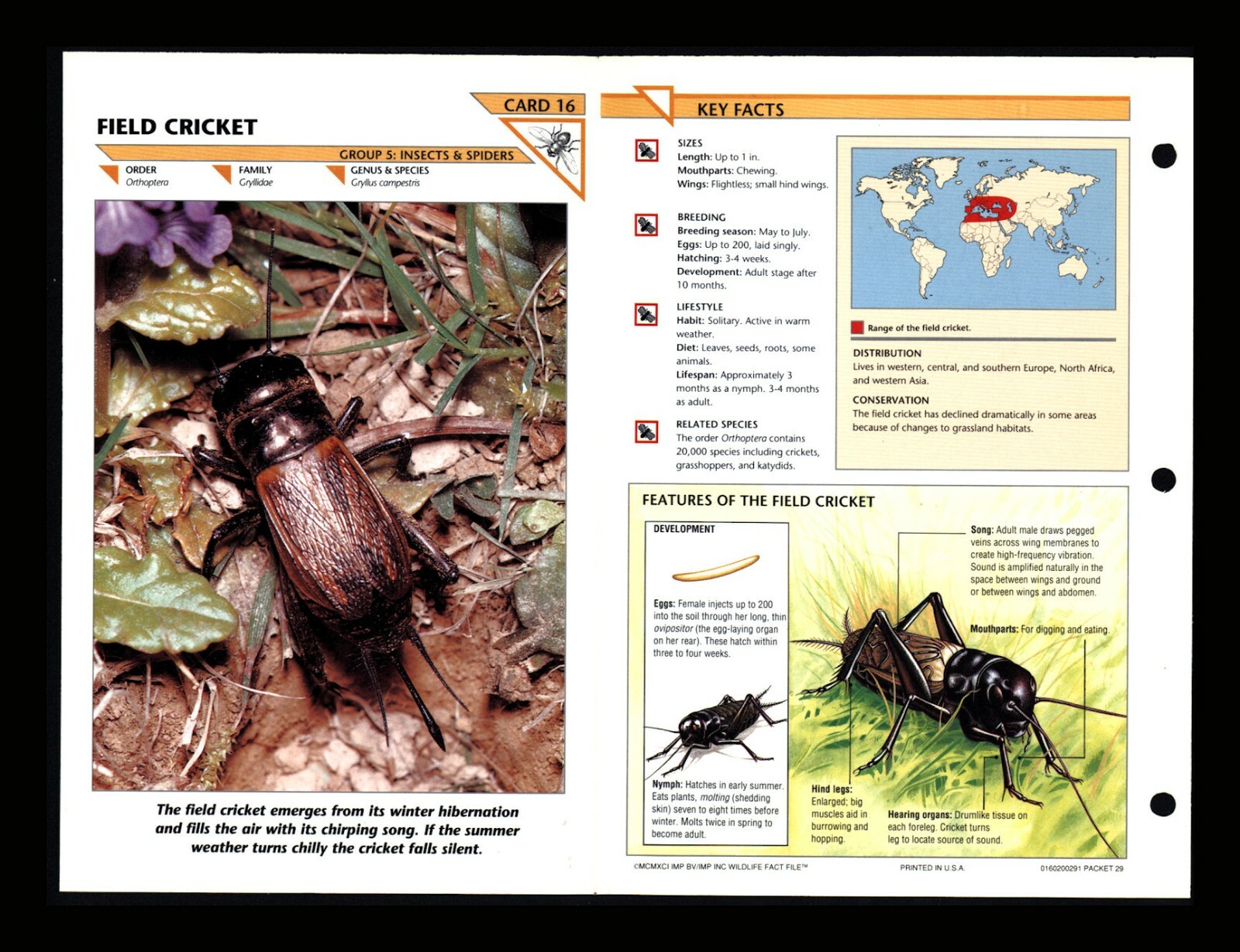 Field Cricket Wildlife Fact File Insect & Spider Card Home School Study 5.16