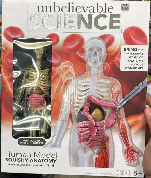 RMS International Human Model Squishy Anatomy Kit – STEM Educational Anatomy