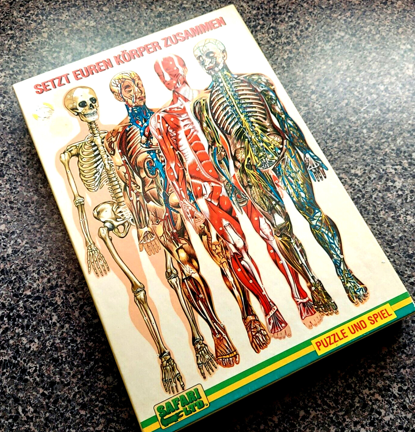 Vtg Human Body Anatomy Jigsaw Puzzles Systems Identification German Auf Deutsch