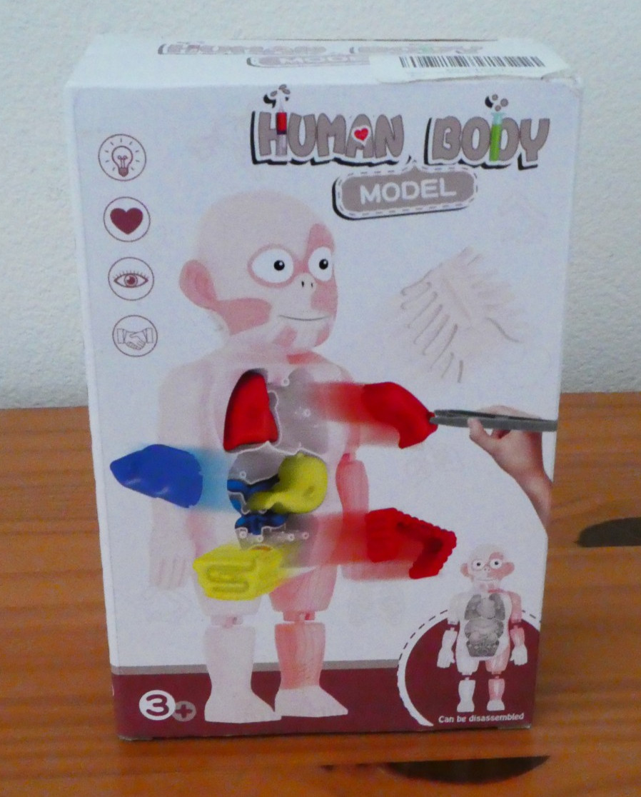3D Human Body Organ Structure Anatomy Scientific Model Kit Education Toy for Kid