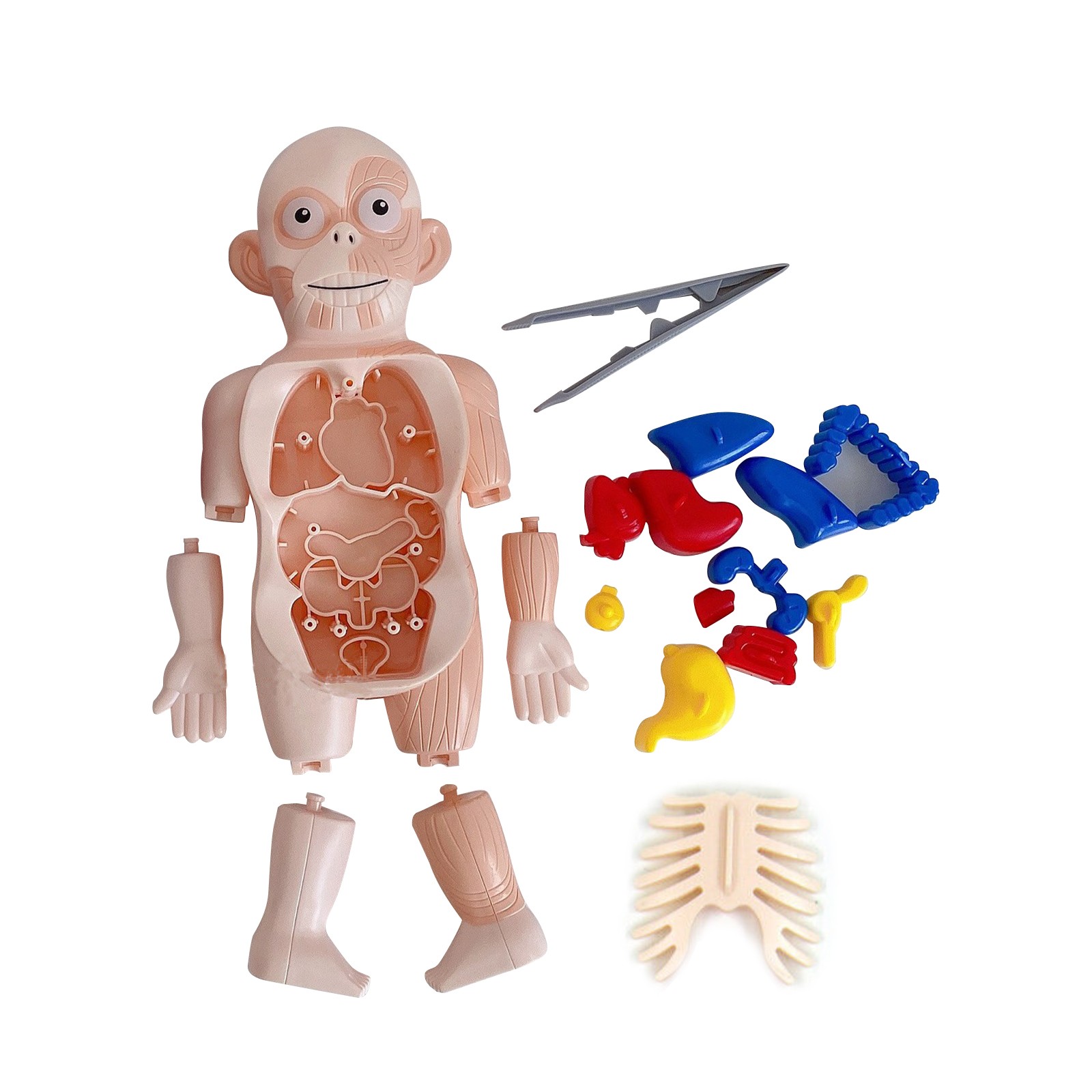 1Set PVC Organ 3D Puzzle Human Body Anatomy Model Assembled Toys DIY Toy g