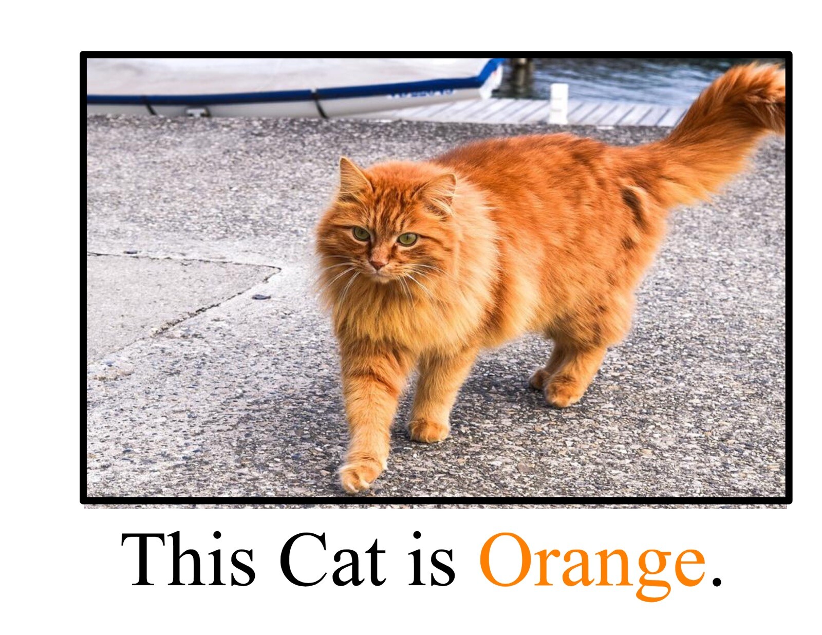 Orange | The Orangest Orange | LEARNING COLORS | Spiral Bound Picture Book