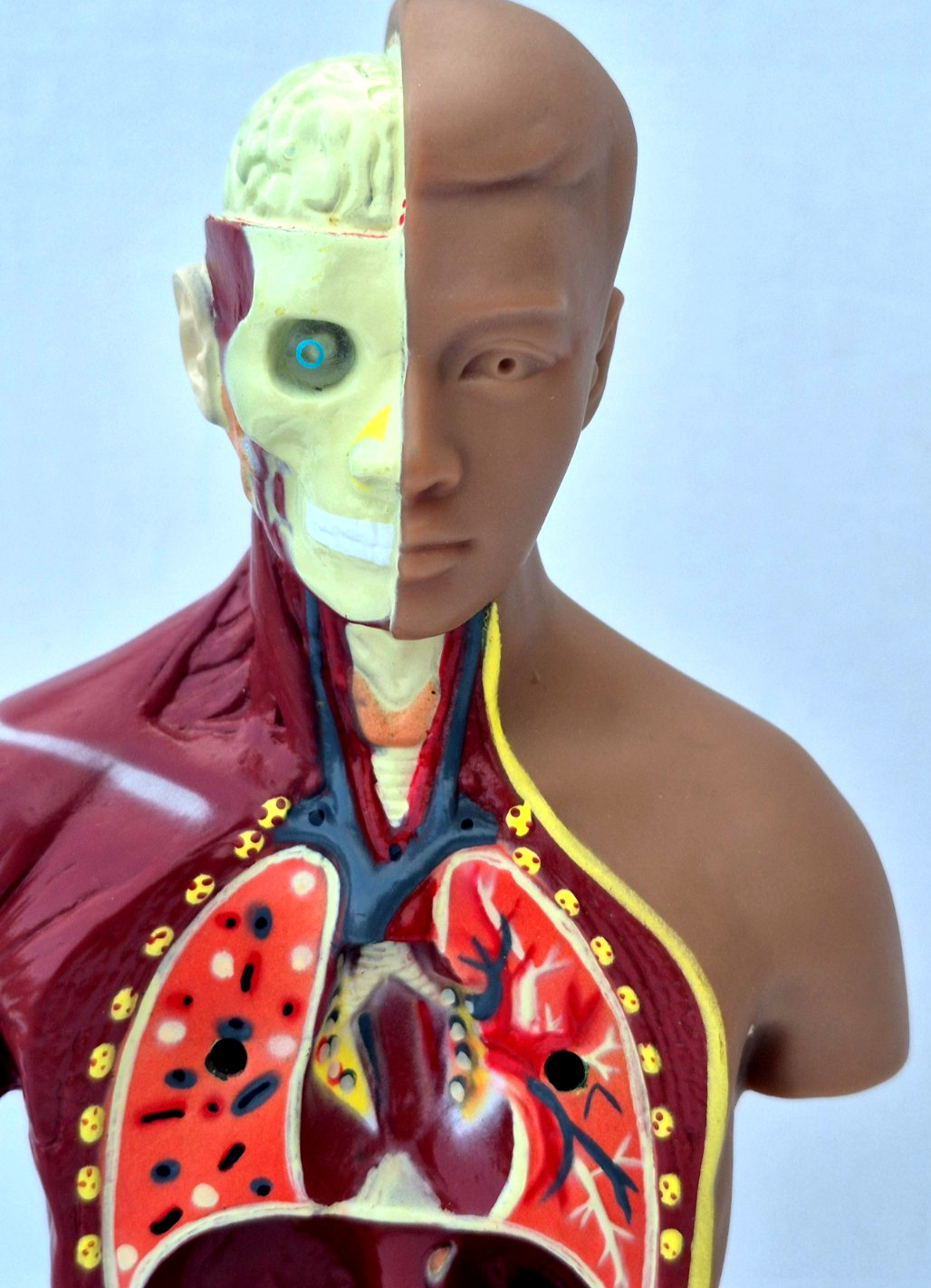Human Anatomy Put Together Body Part Puzzle Internal Body Learning complete (B)