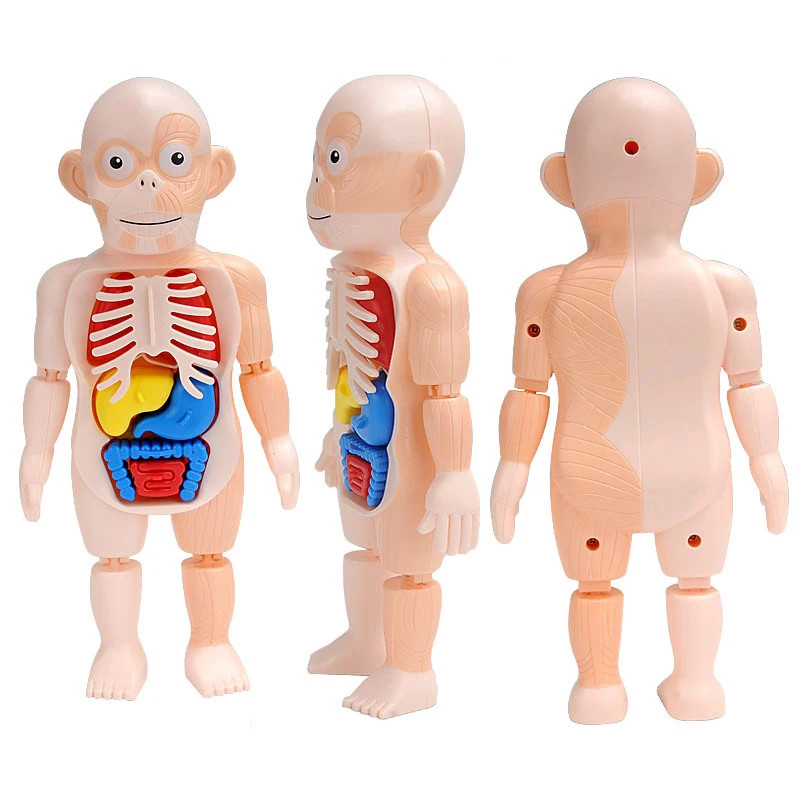 3D Human Body Torso Model – Educational DIY Toy for Kids Learning Fun