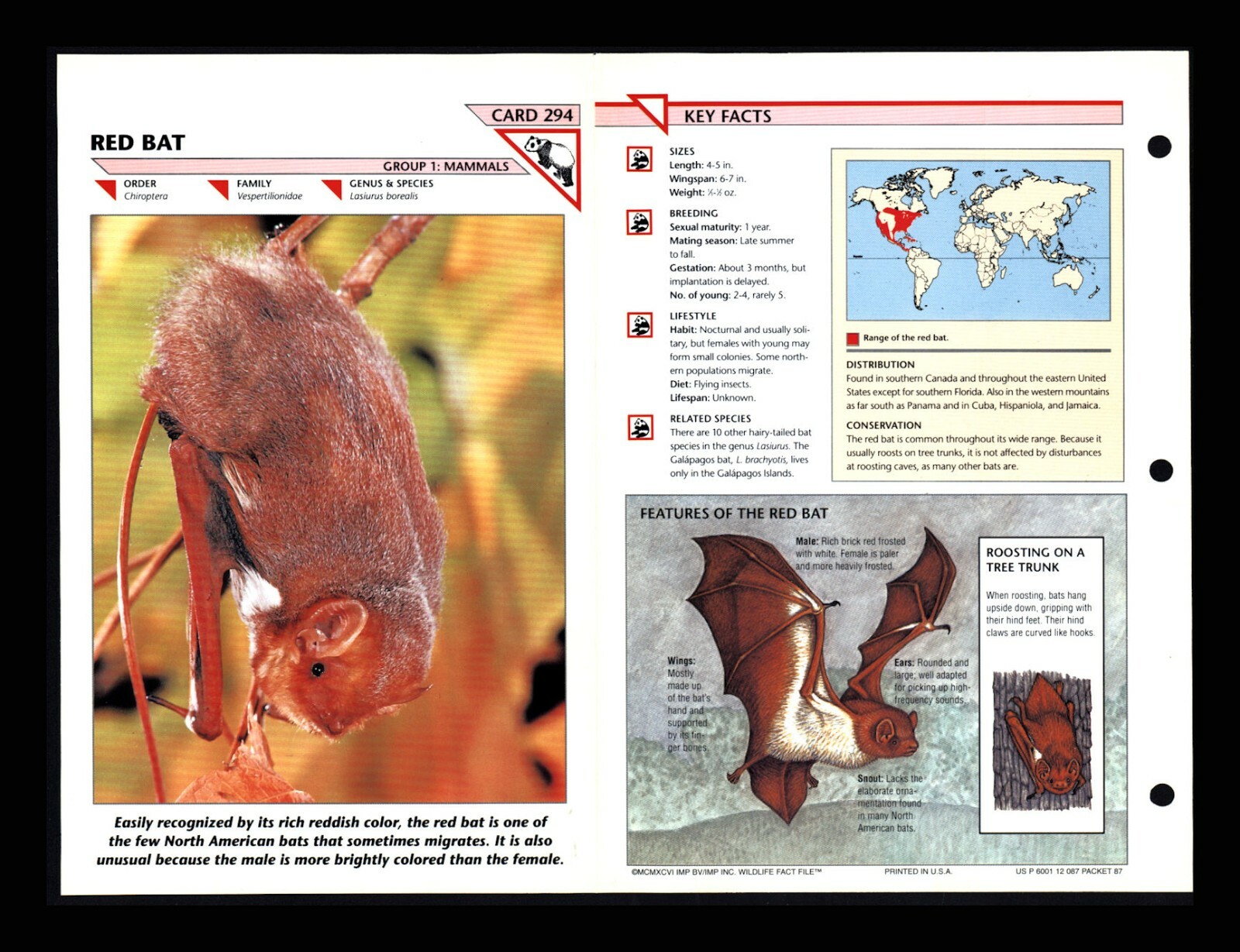 Red Bat Wildlife Fact File Mammal Animal Card Home School Study 1.294