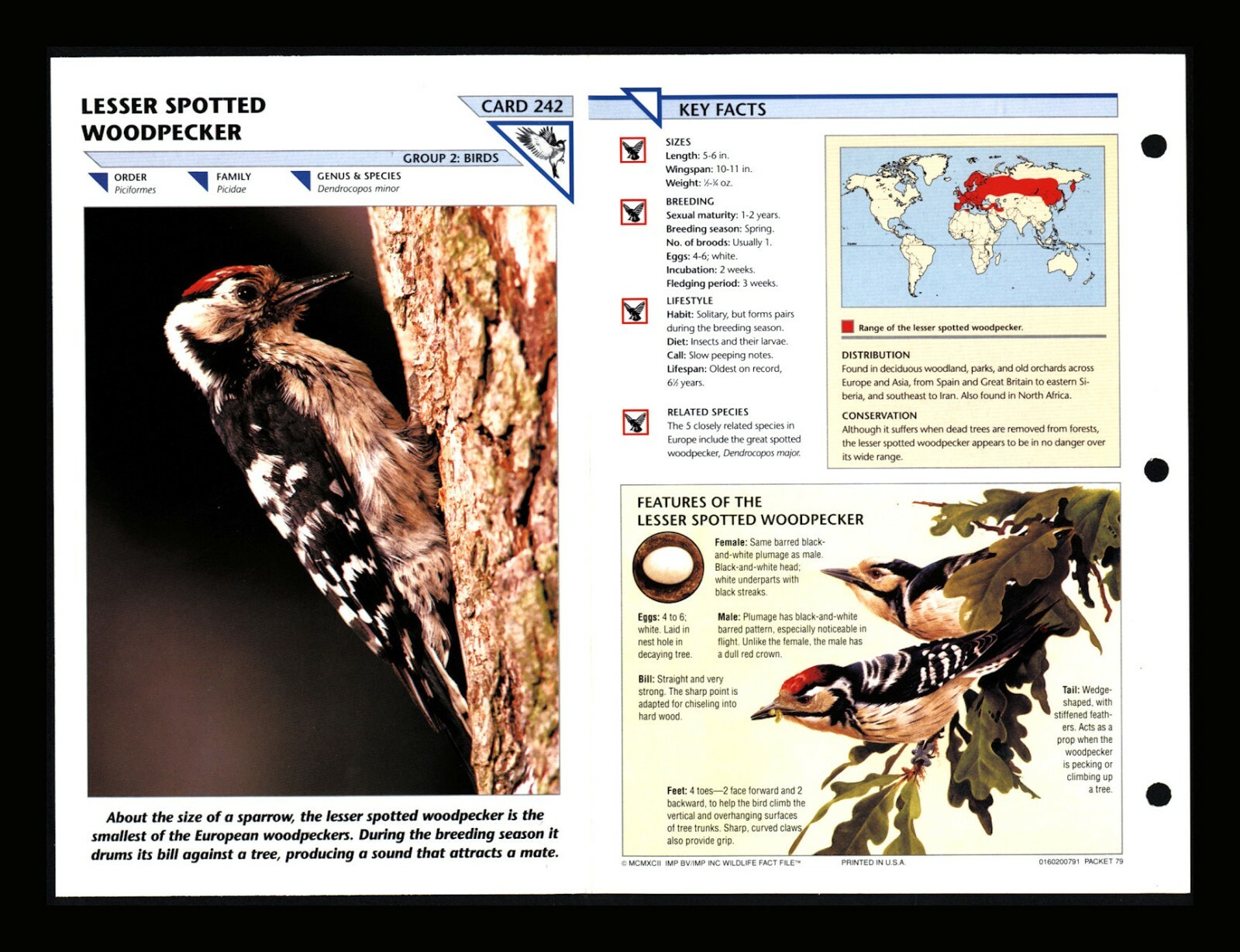 Lesser Spotted Woodpecker Wild Life Fact File Bird Animal Card Home School Study