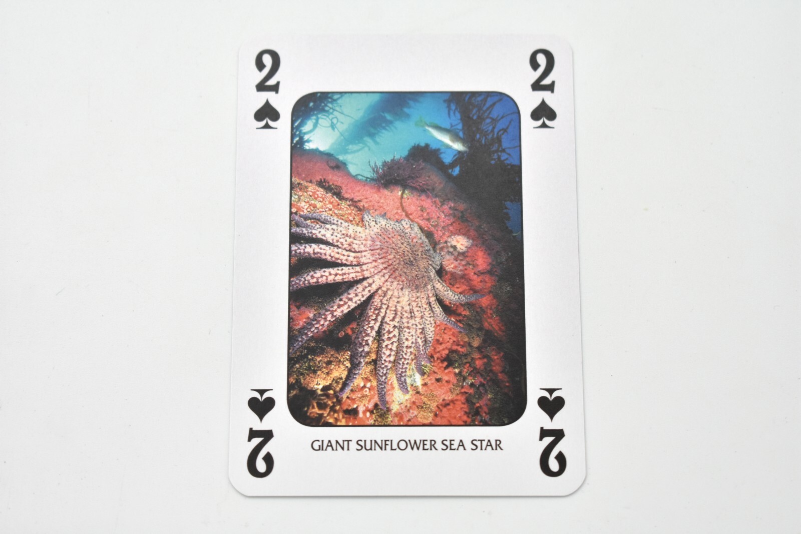 Marine Life of America, New Deck of Animal Themed Playing Cards 3 1/2″ SSA121