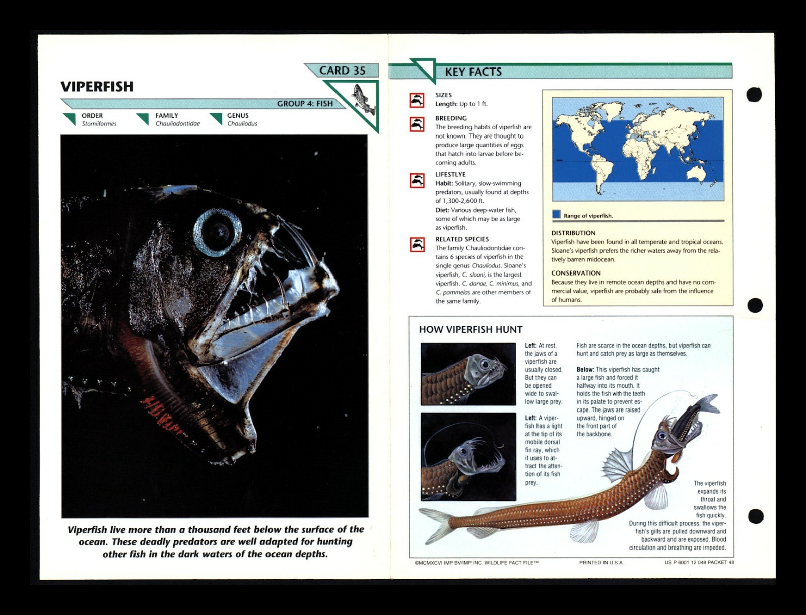 Viperfish Wildlife Fact File Fish Animal Card Home School Study 4.35