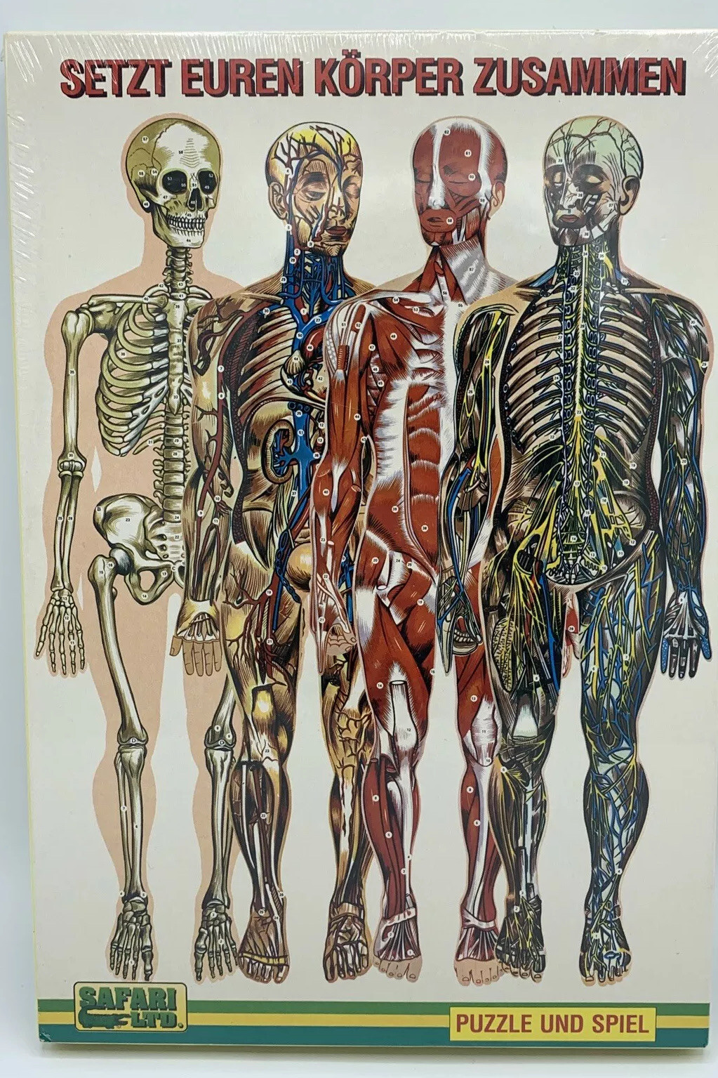 Vintage Human Anatomy Puzzle Made In Germany , Anatomy Biology Life Science