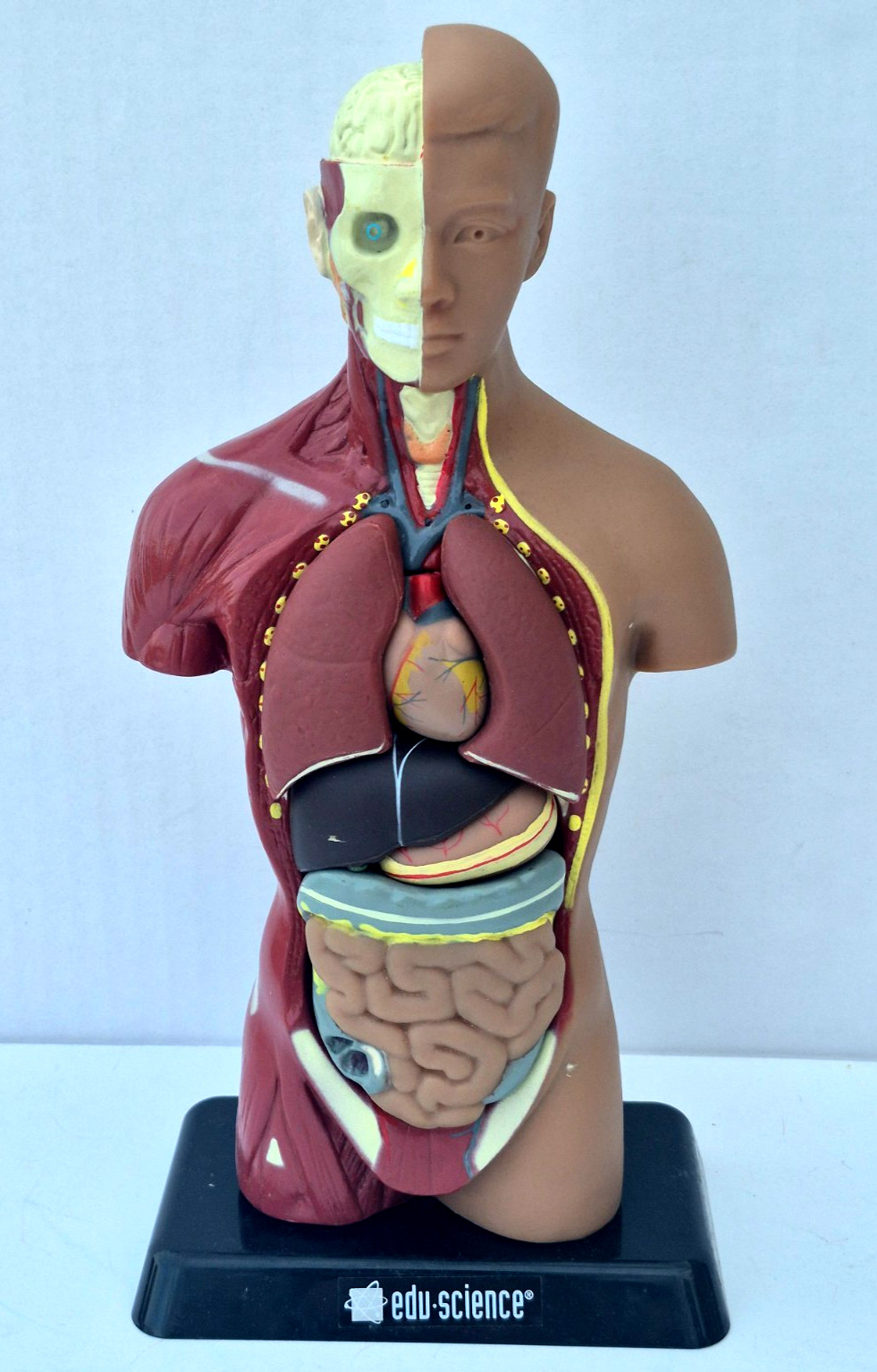 Human Anatomy Put Together Body Part Puzzle Internal Body Learning complete (B)