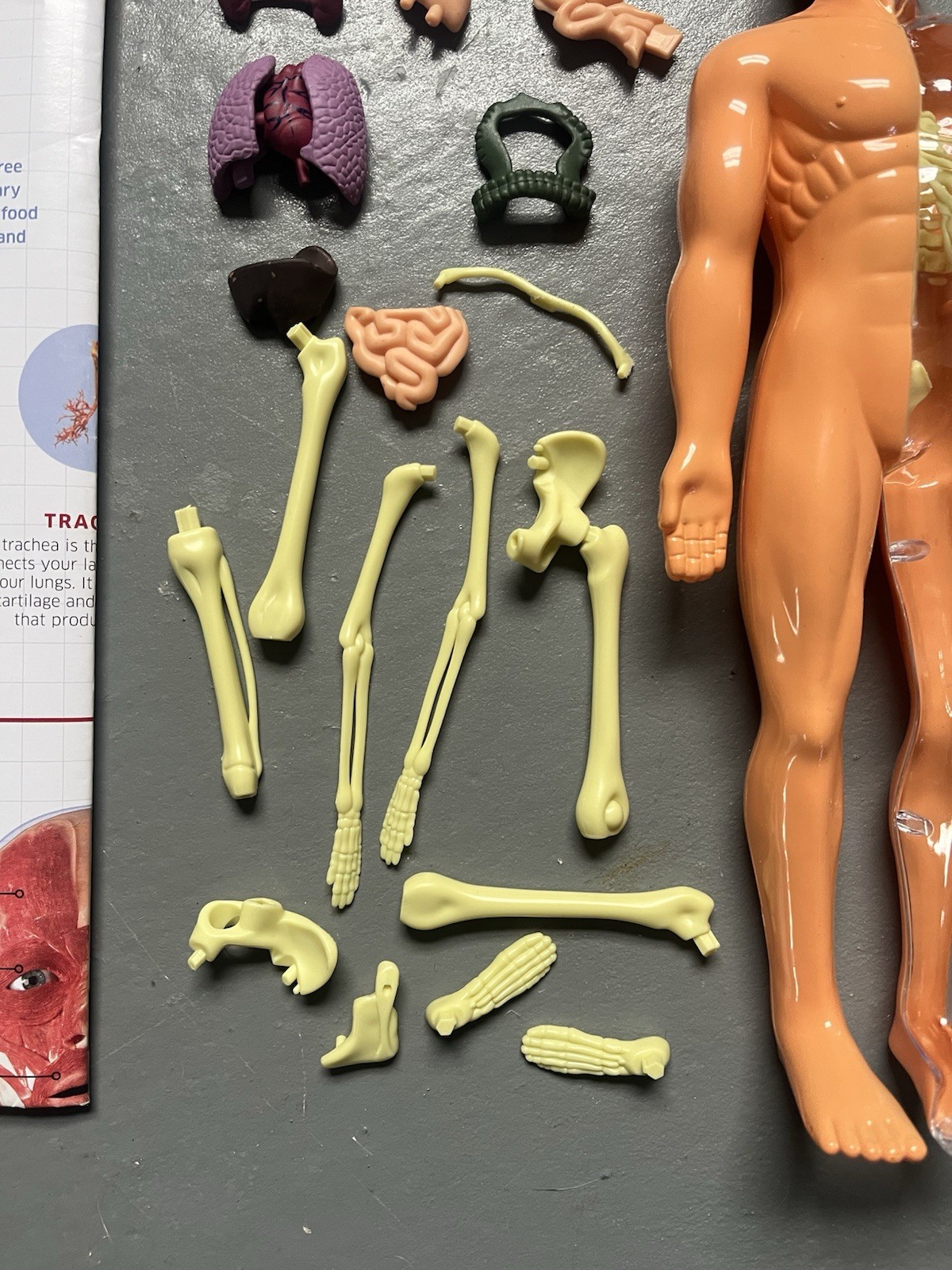 3D Human Body Anatomy Model DIY Skeleton Toy Removable Parts for Kid Aldult