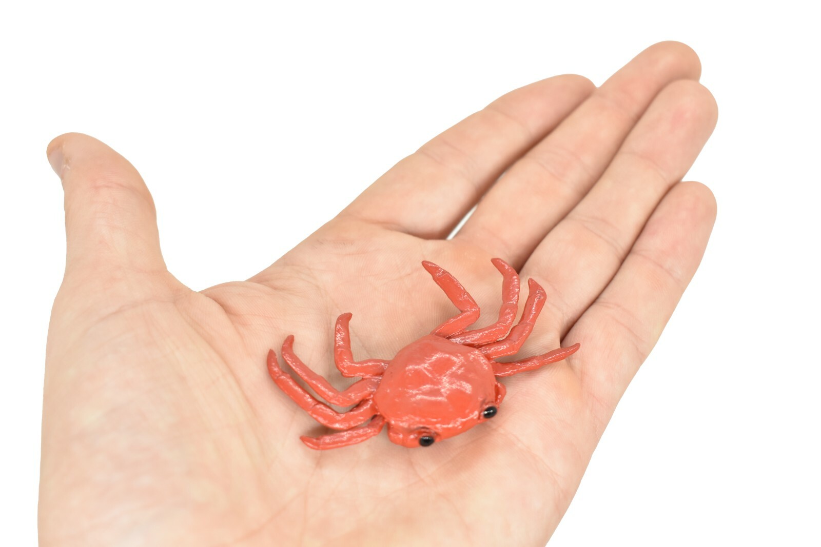 Crab Sally Lightfoot, Galapagos Islands, Plastic Replica 2″ F1591 B150