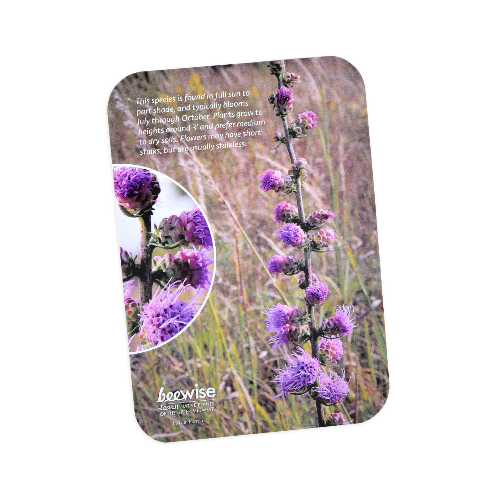 Learn Native Plants of the Upper Midwest, 155 species, flash cards