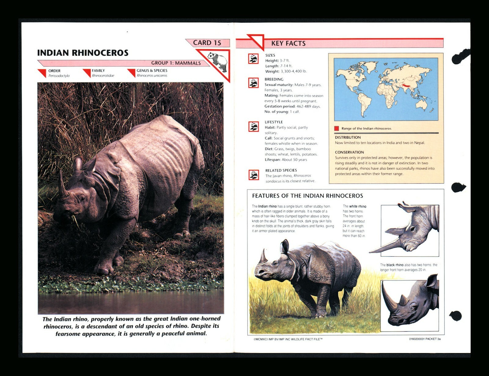 Indian Rhinoceros Wildlife Fact File Mammals Animal Card Home School Study 1.15