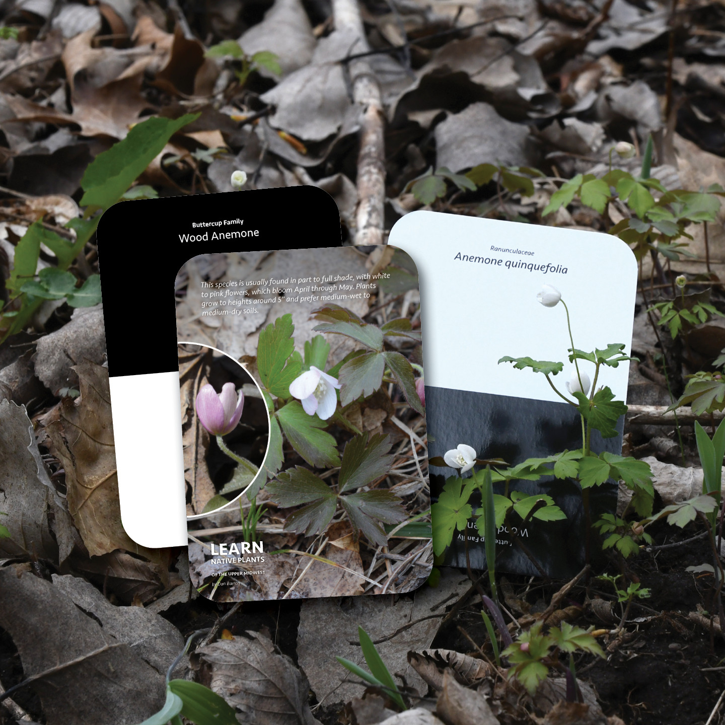 Learn Native Plants of the Upper Midwest, 155 species, flash cards