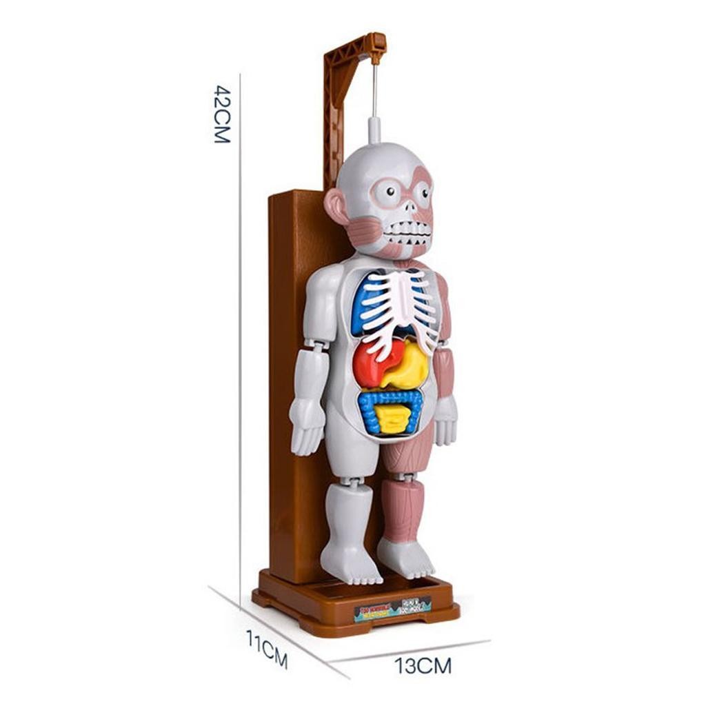 Human Body Model Playset Play Halloween Favors Party Gags Organs Skeleton
