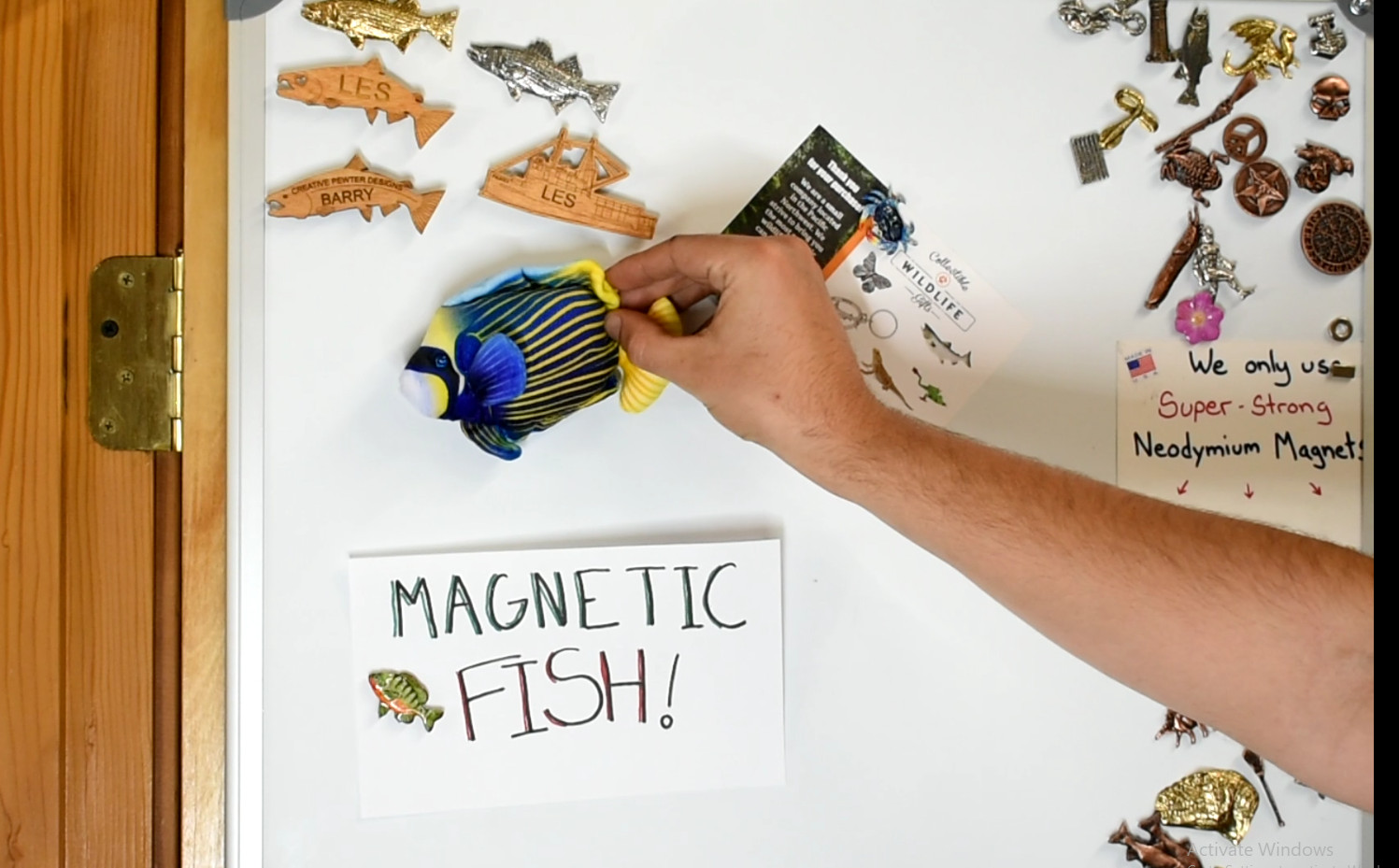 Angel Fish, Pterophyllum, Ciclids, Tropical Fish Magnet 5 1/2″ CWG30BB3