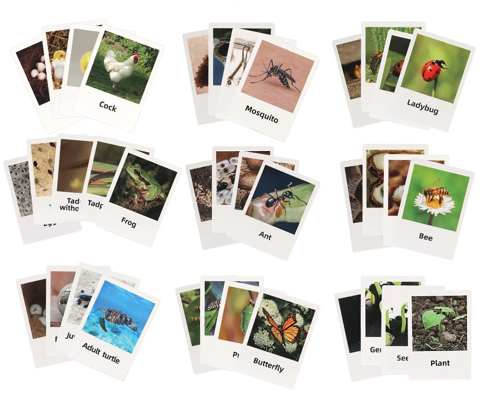 MIKNEKE Montessori Frog Life Cycle with Flash Cards, Plastic Insects Tadpole to