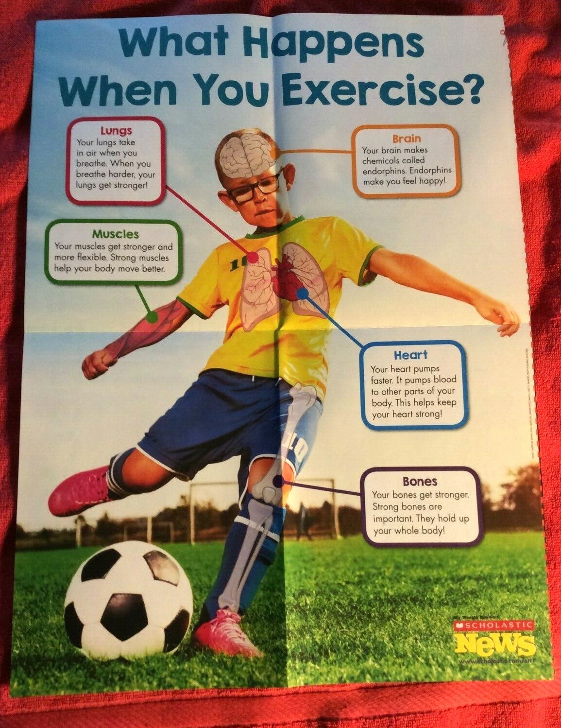 SCHOLASTIC POSTER PRIMARY GRADE K 1 2 3 RESPECTFUL WHAT HAPPENS WHEN U EXERCISE?