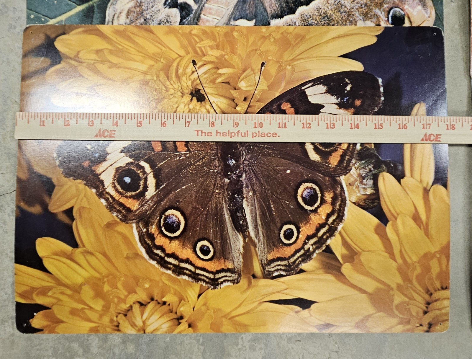 28 1960’s Educational Aids 18″x13″ Cards Erosion Fruit Farming Weather Butterfly