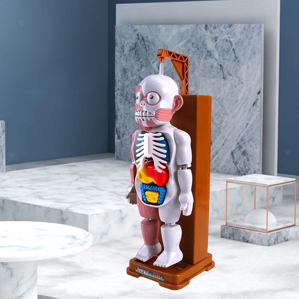 Human Body Model Playset Play Halloween Favors Party Gags Organs Skeleton