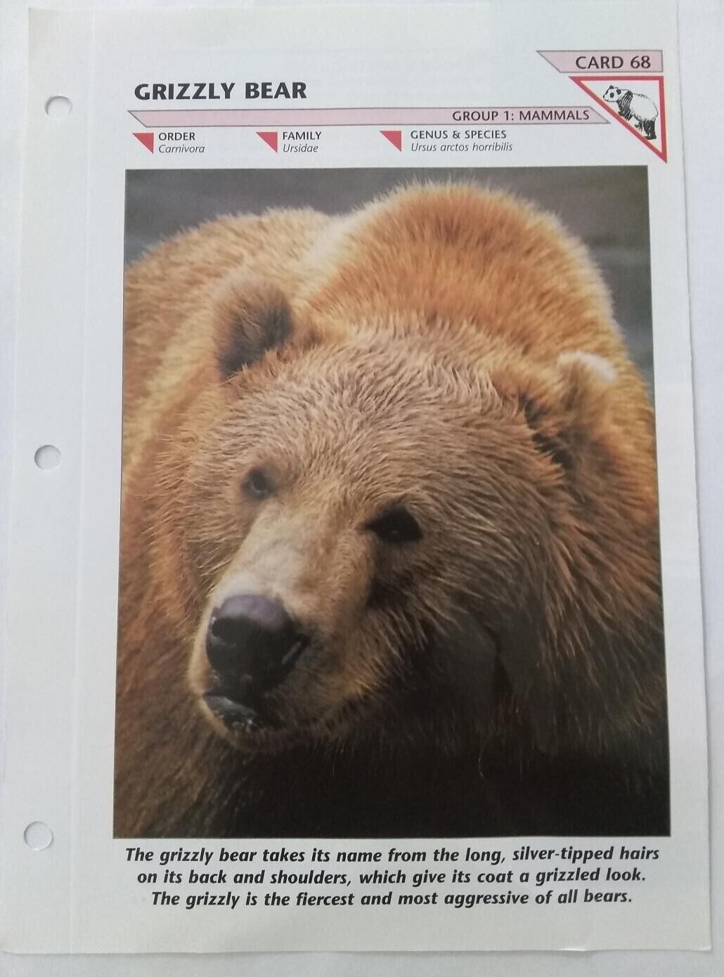 Grizzly Bear #68 Wild Life Fact File Fold Out Card