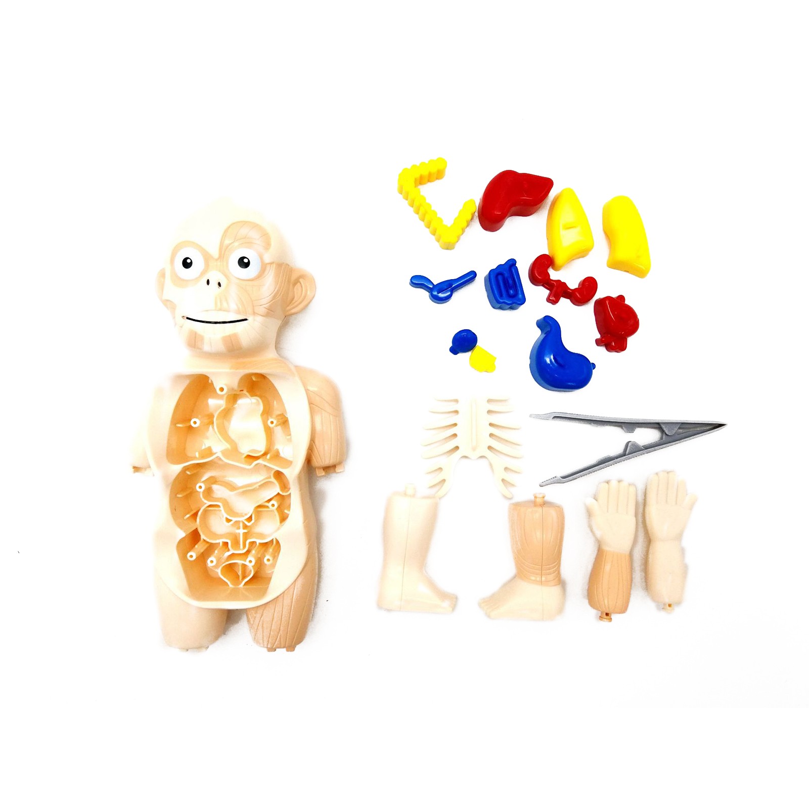3D Puzzle Human Body Anatomy Model Learning Organ Assembled Toy Body Organ